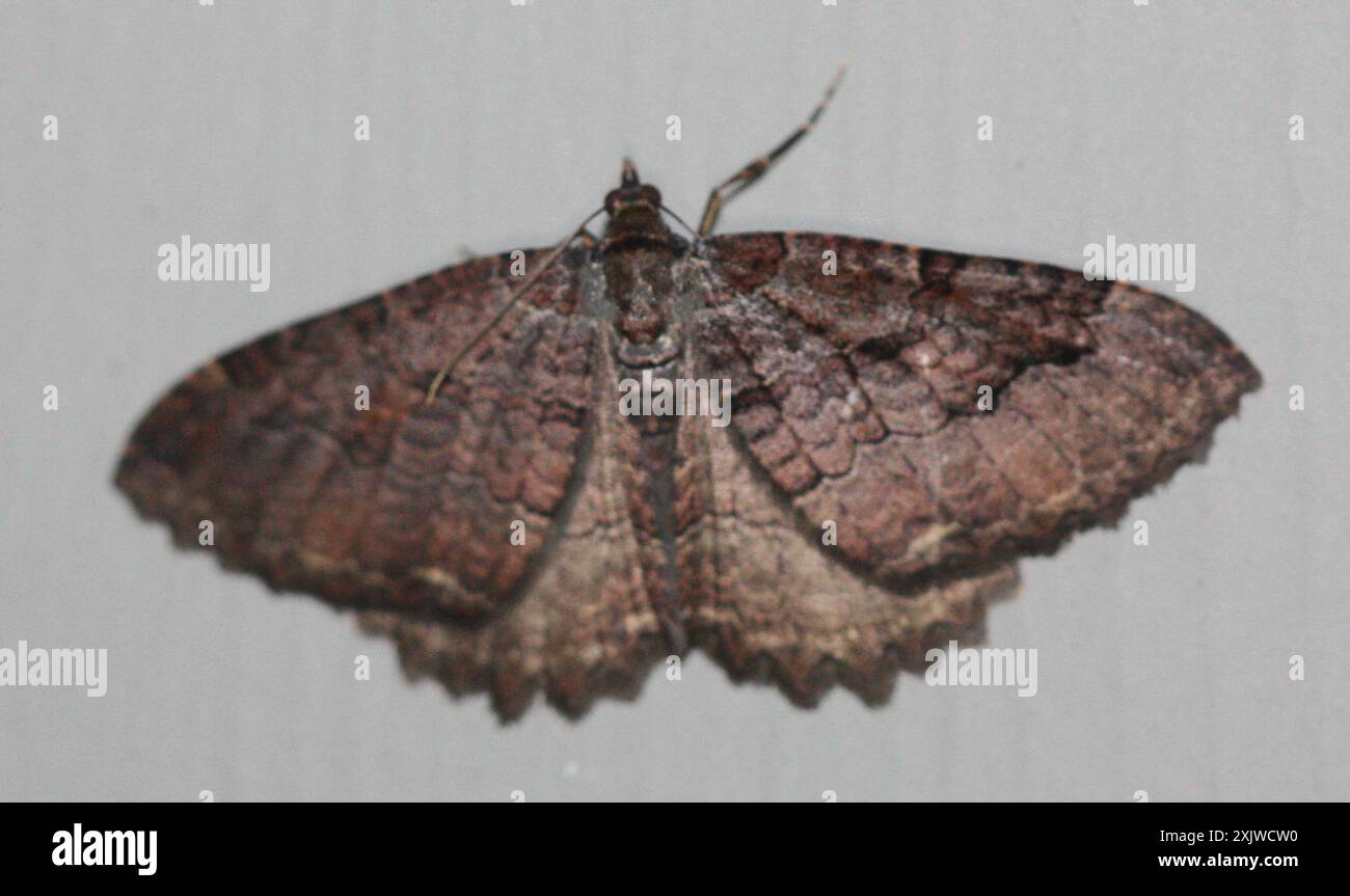 Tissue Moth (Triphosa haesitata) Insecta Stock Photo - Alamy