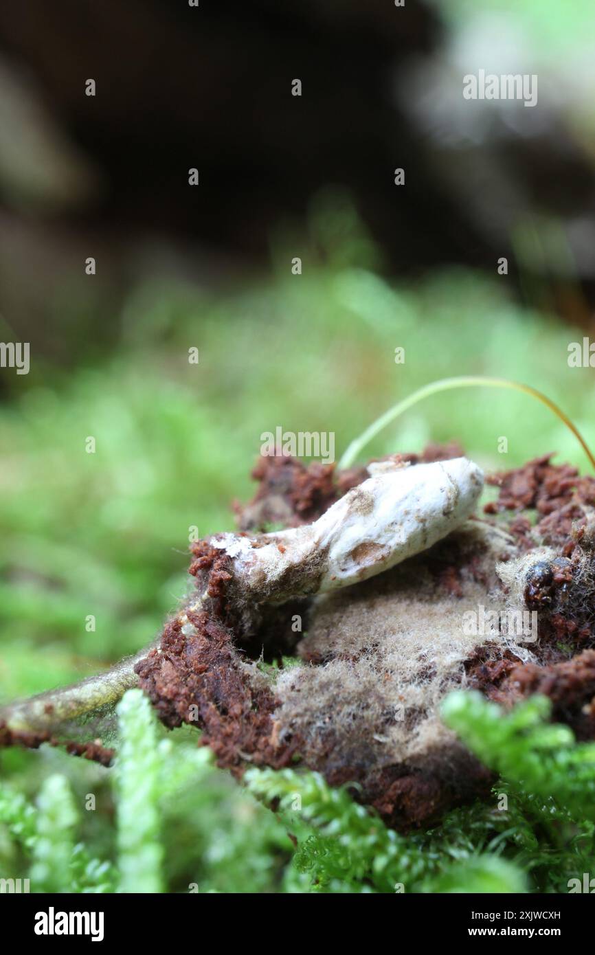 (Cordyceps farinosa) Fungi Stock Photo