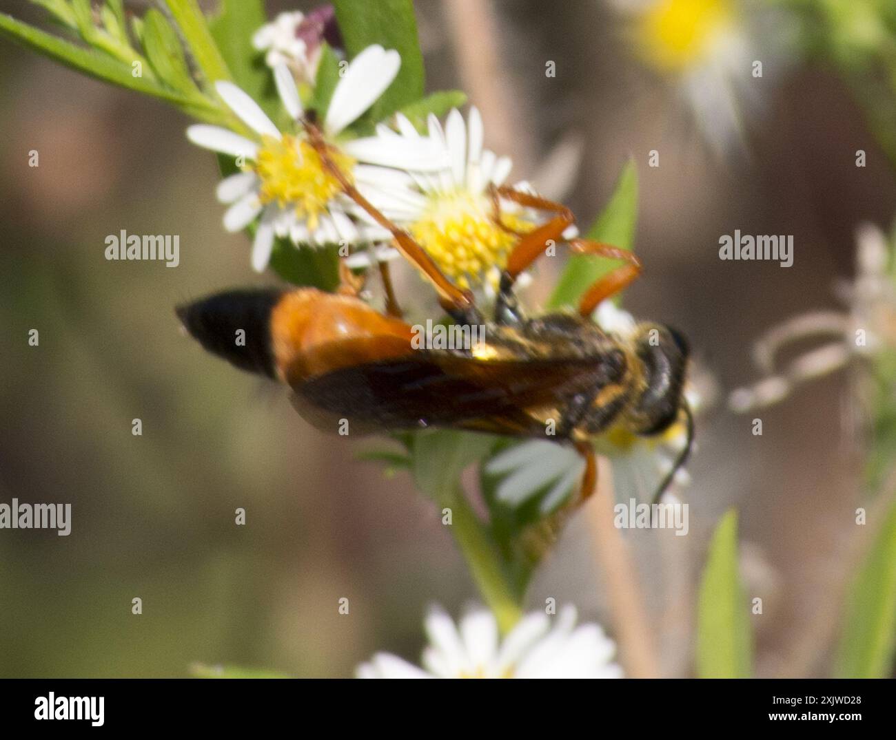 Great Golden Digger Wasp (Sphex ichneumoneus) Insecta Stock Photo - Alamy