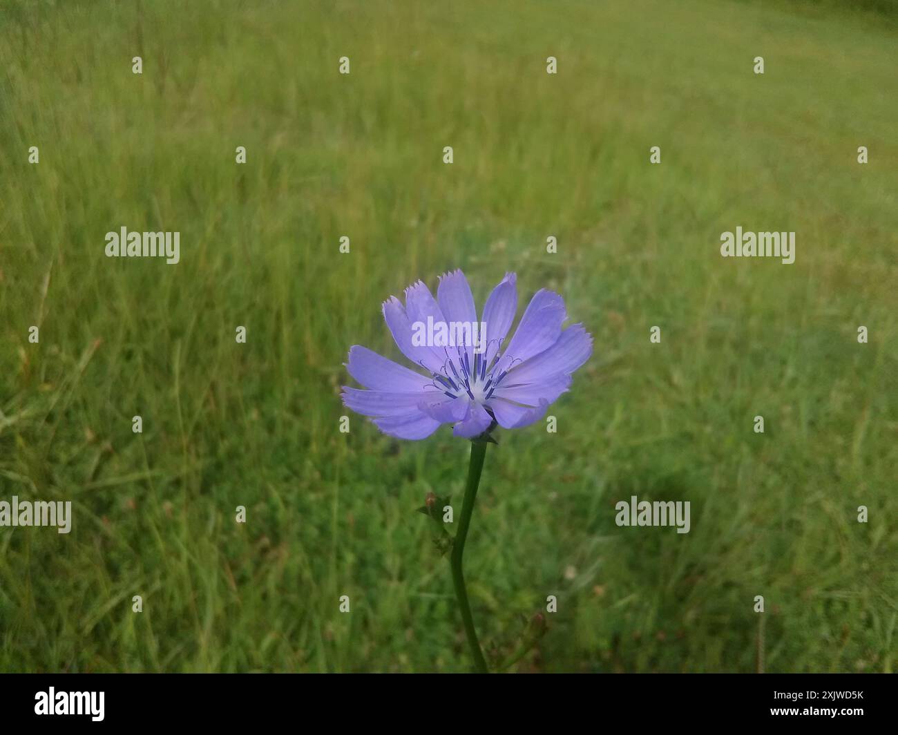 chicory (Cichorium intybus) Plantae Stock Photo - Alamy