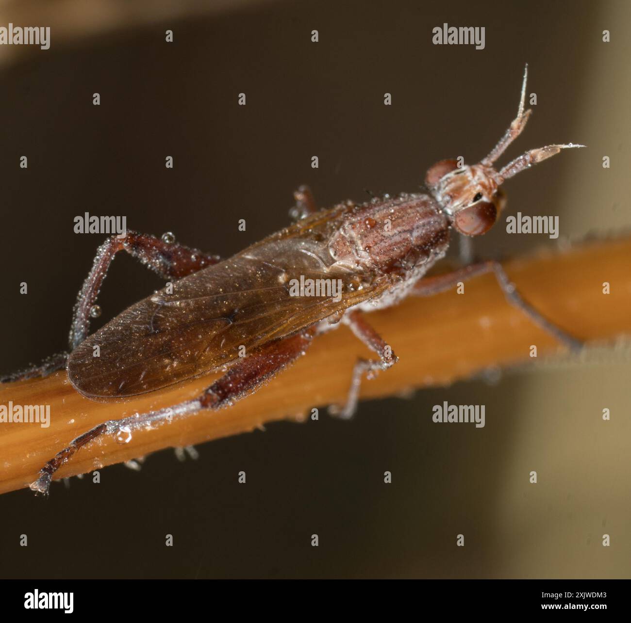Snail-killing Flies (Sepedon) Insecta Stock Photo - Alamy