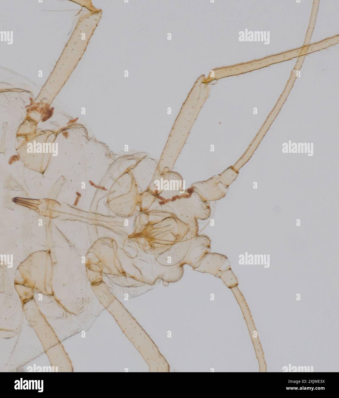 Myzus persicae aphid hi-res stock photography and images - Alamy