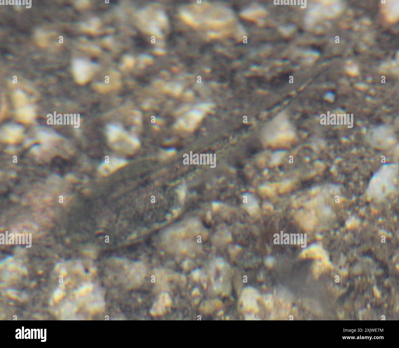 Frogs and Toads (Anura) Amphibia Stock Photo - Alamy