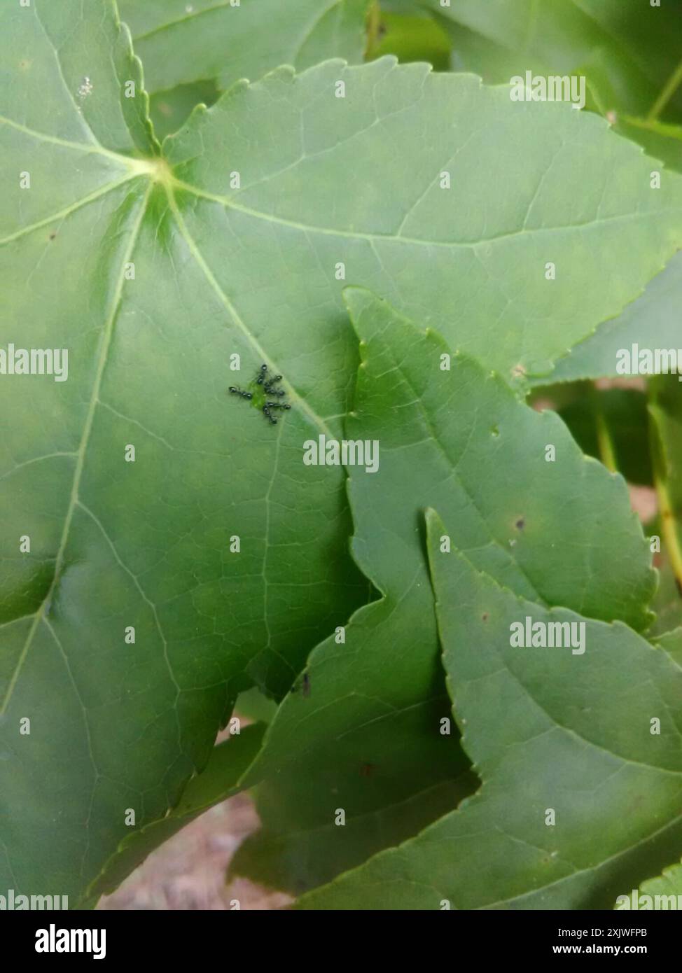 Timid ants hi-res stock photography and images - Alamy