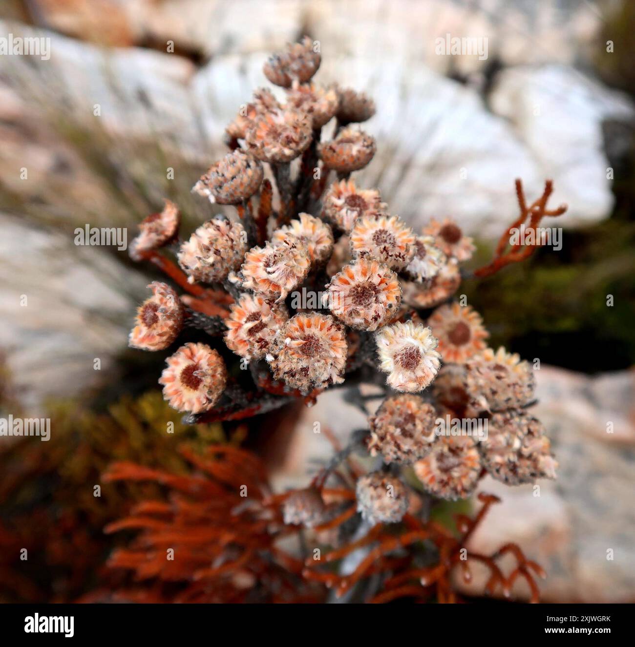 Cone Stompie (Brunia noduliflora) Plantae Stock Photo