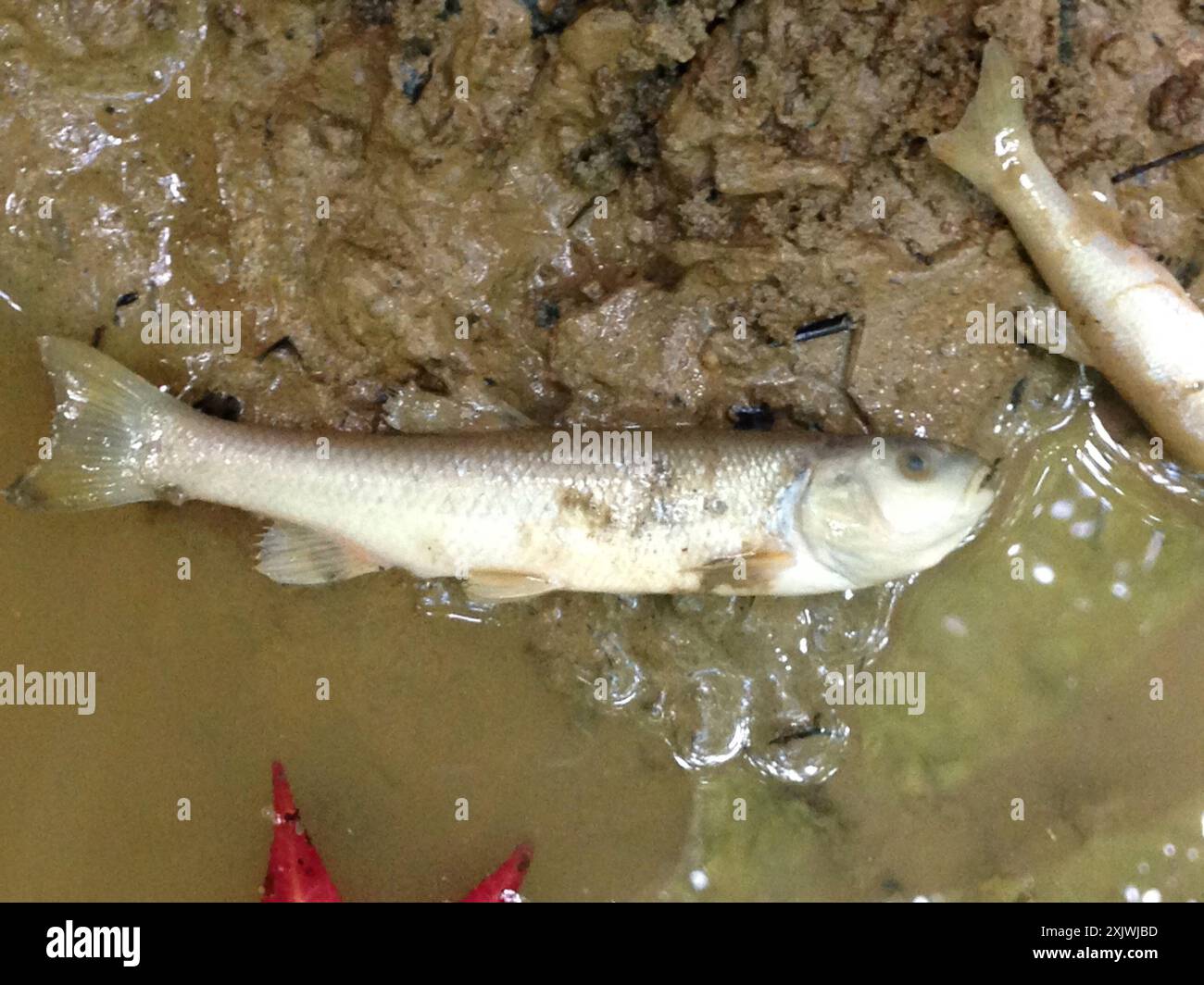 Creek Chub (Semotilus atromaculatus) Actinopterygii Stock Photo - Alamy