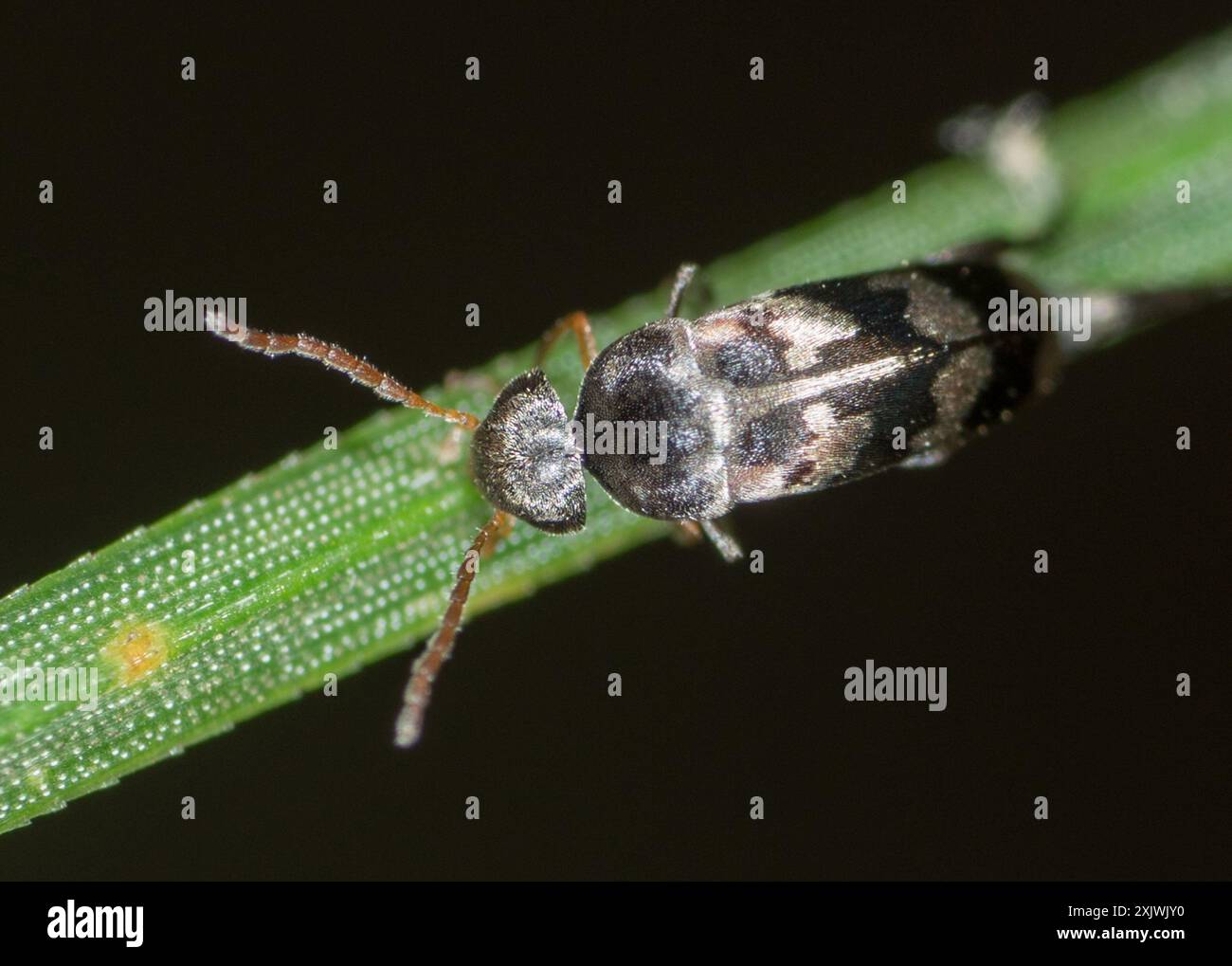 Pubescent Tumbling Flower Beetle (Falsomordellistena pubescens) Insecta ...