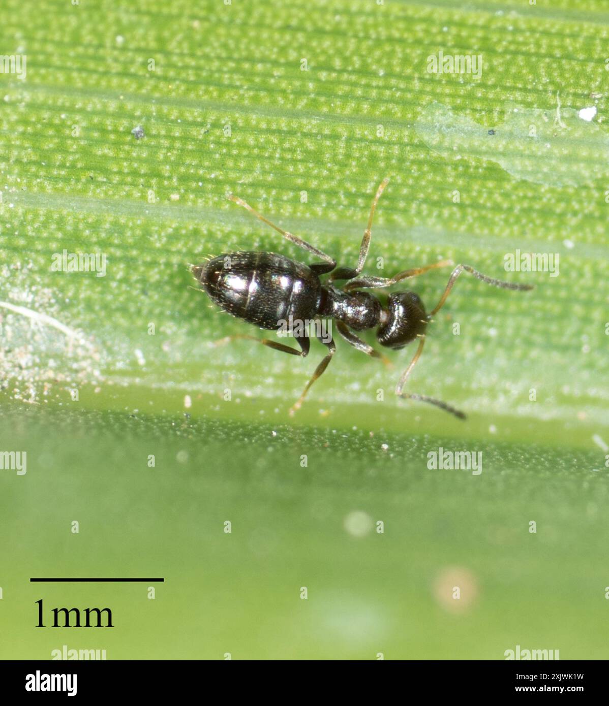 Dark Rover Ant Dark Rover Ant (Brachymyrmex patagonicus) Insecta Stock Photo - Alamy