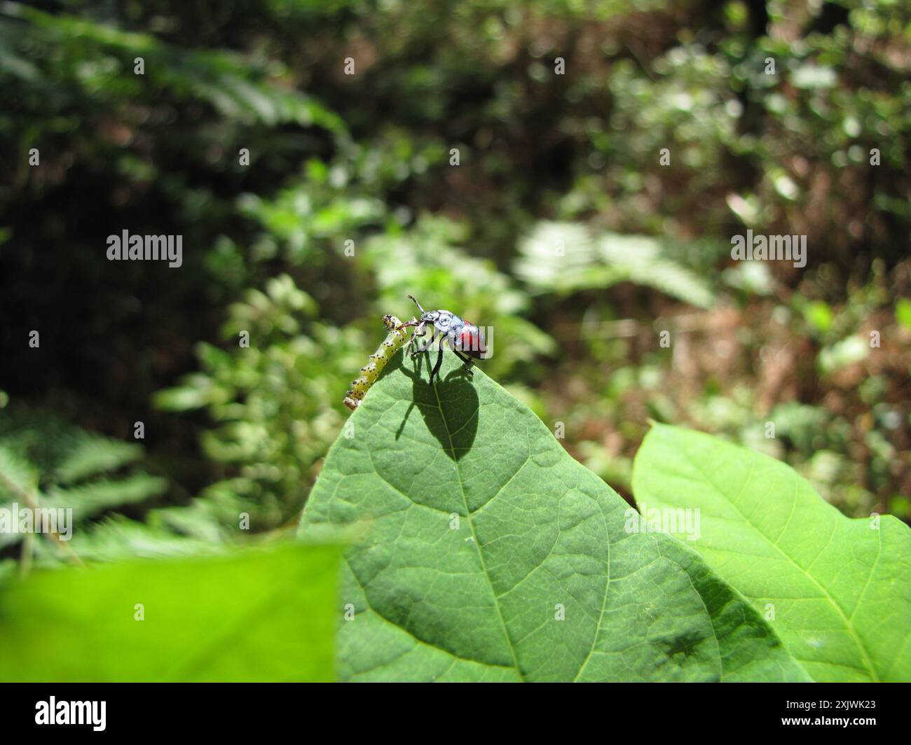 Predictory Insects Predatory Stink Bugs (Asopinae) Insecta Stock Photo - Alamy