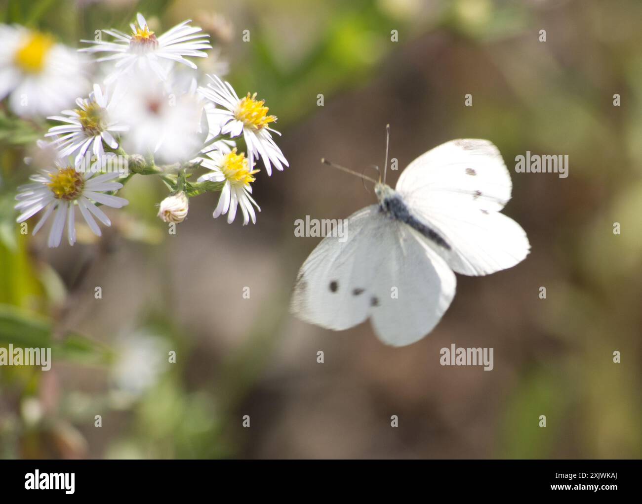 Small White (Pieris rapae) Insecta Stock Photo - Alamy