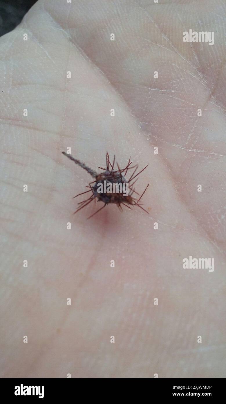Rhatany Krameria hi-res stock photography and images - Alamy