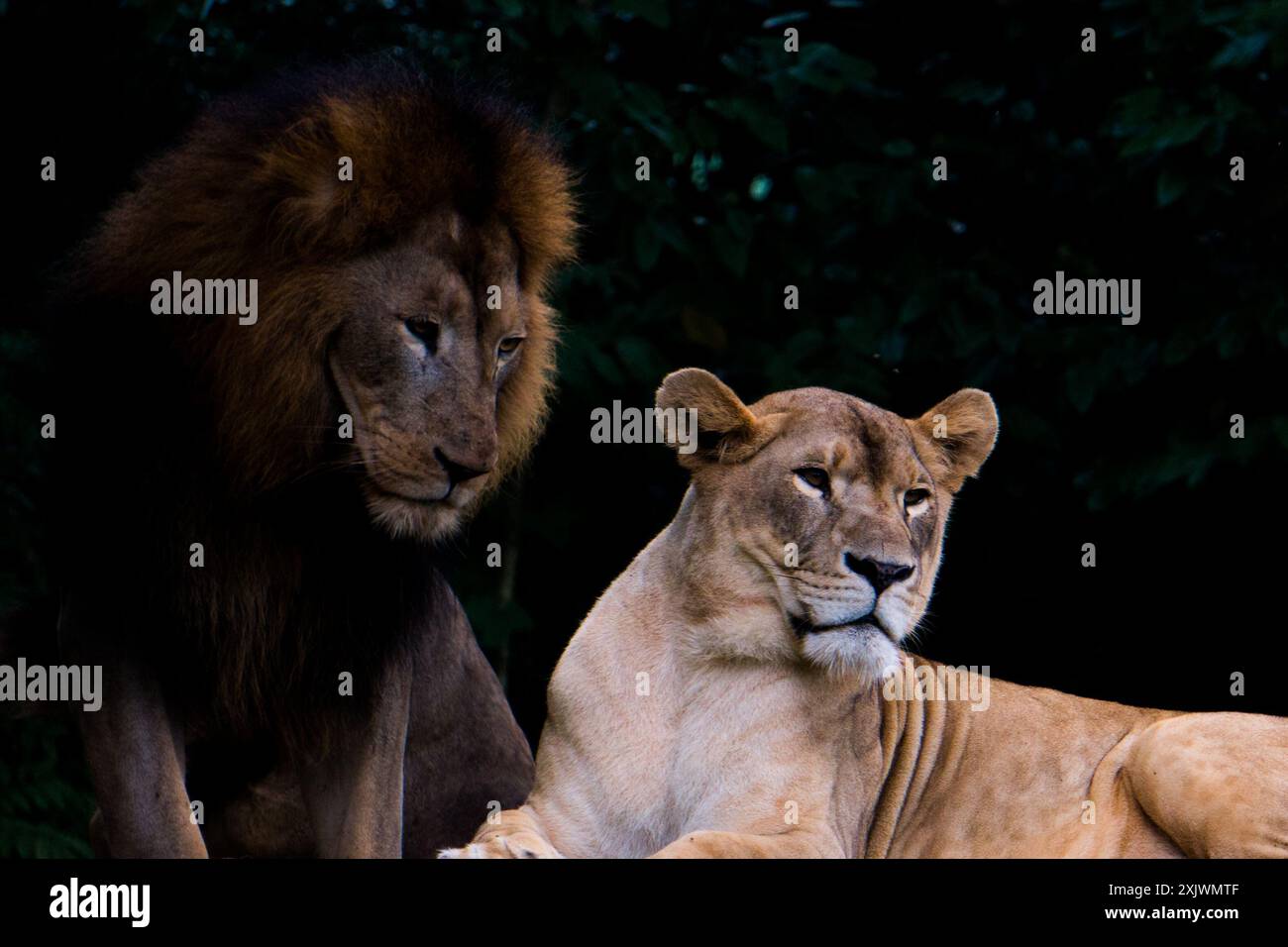 Close up african lions hi-res stock photography and images - Alamy
