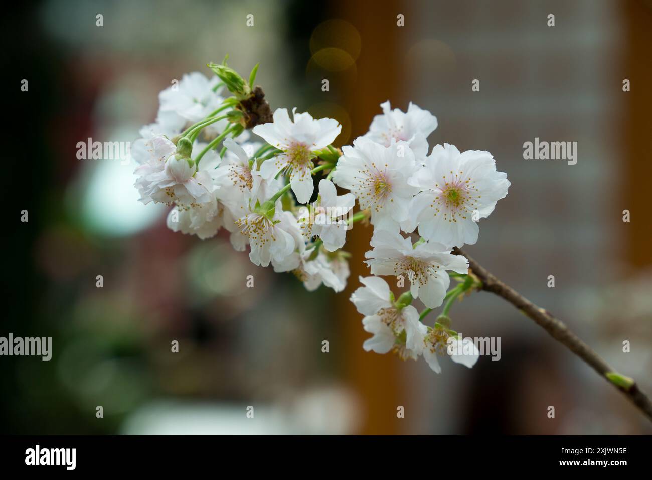 Close up shot cherry hi-res stock photography and images - Alamy