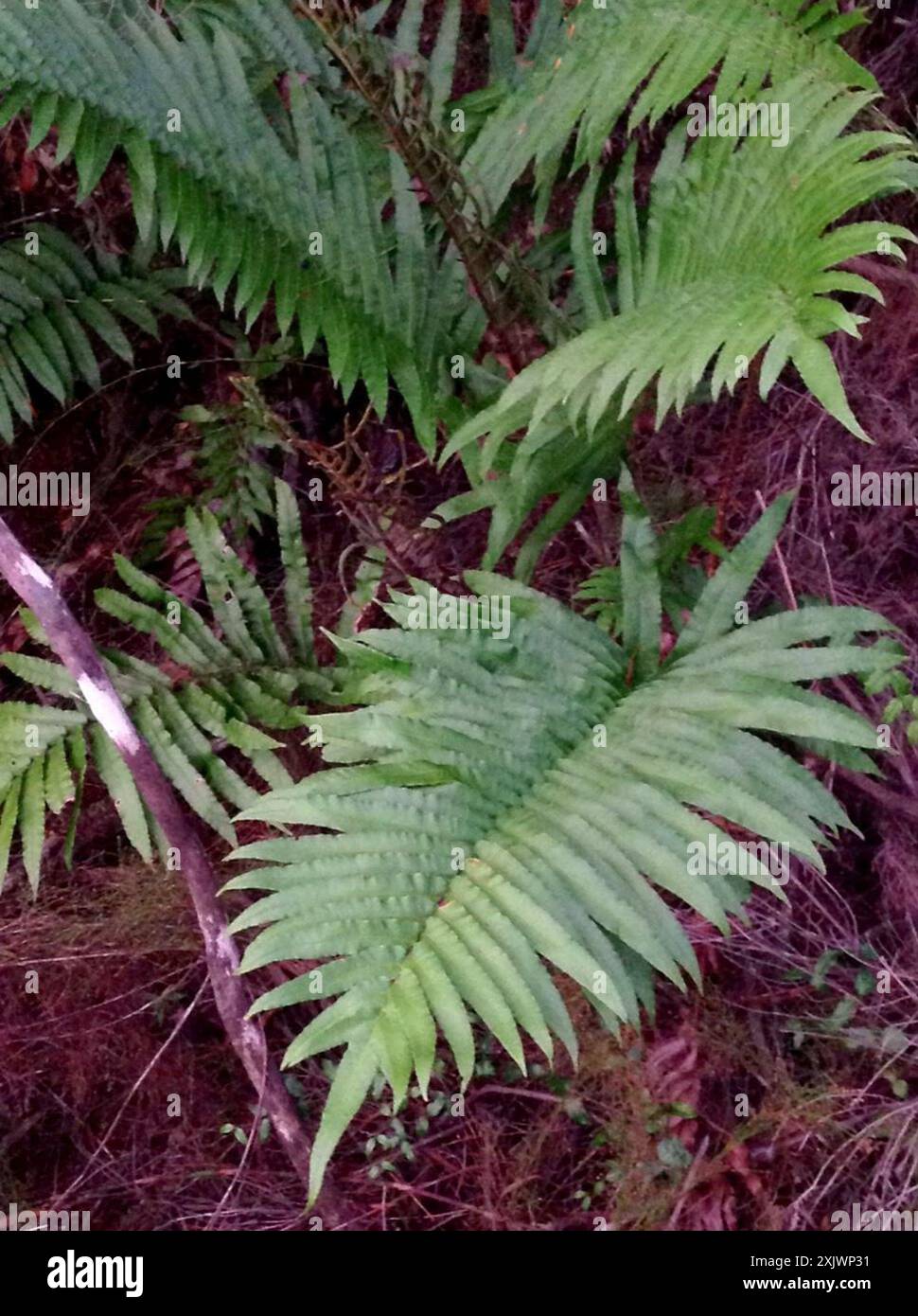 Cape Hard Fern (Blechnum capense) Plantae Stock Photo - Alamy