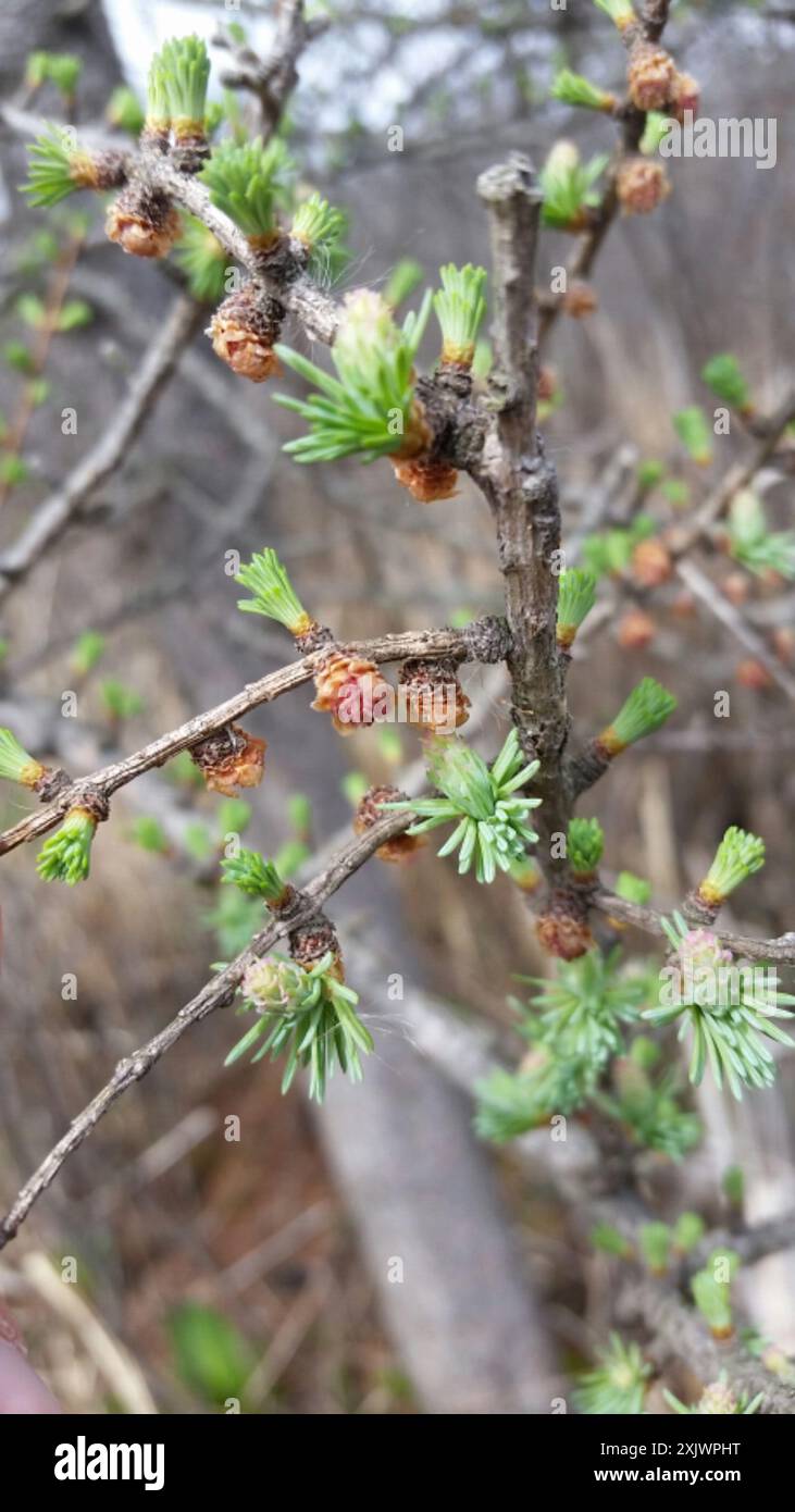 tamarack (Larix laricina) Plantae Stock Photo - Alamy