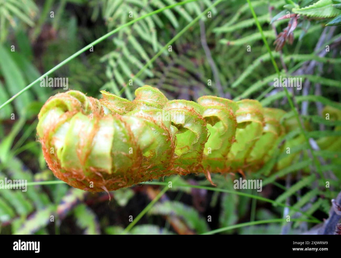 Cape Hard Fern (Blechnum capense) Plantae Stock Photo - Alamy