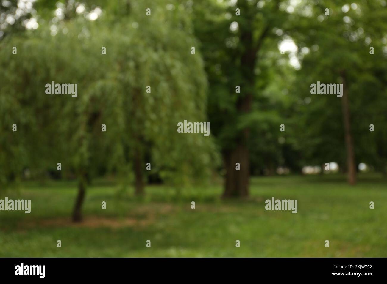 Blurred view of park with trees and green grass Stock Photo - Alamy