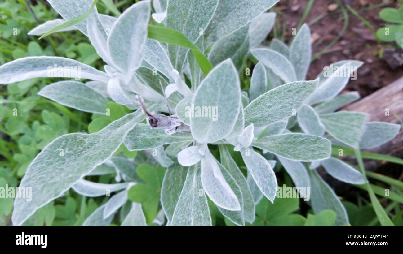 dicots (Magnoliopsida) Plantae Stock Photo - Alamy