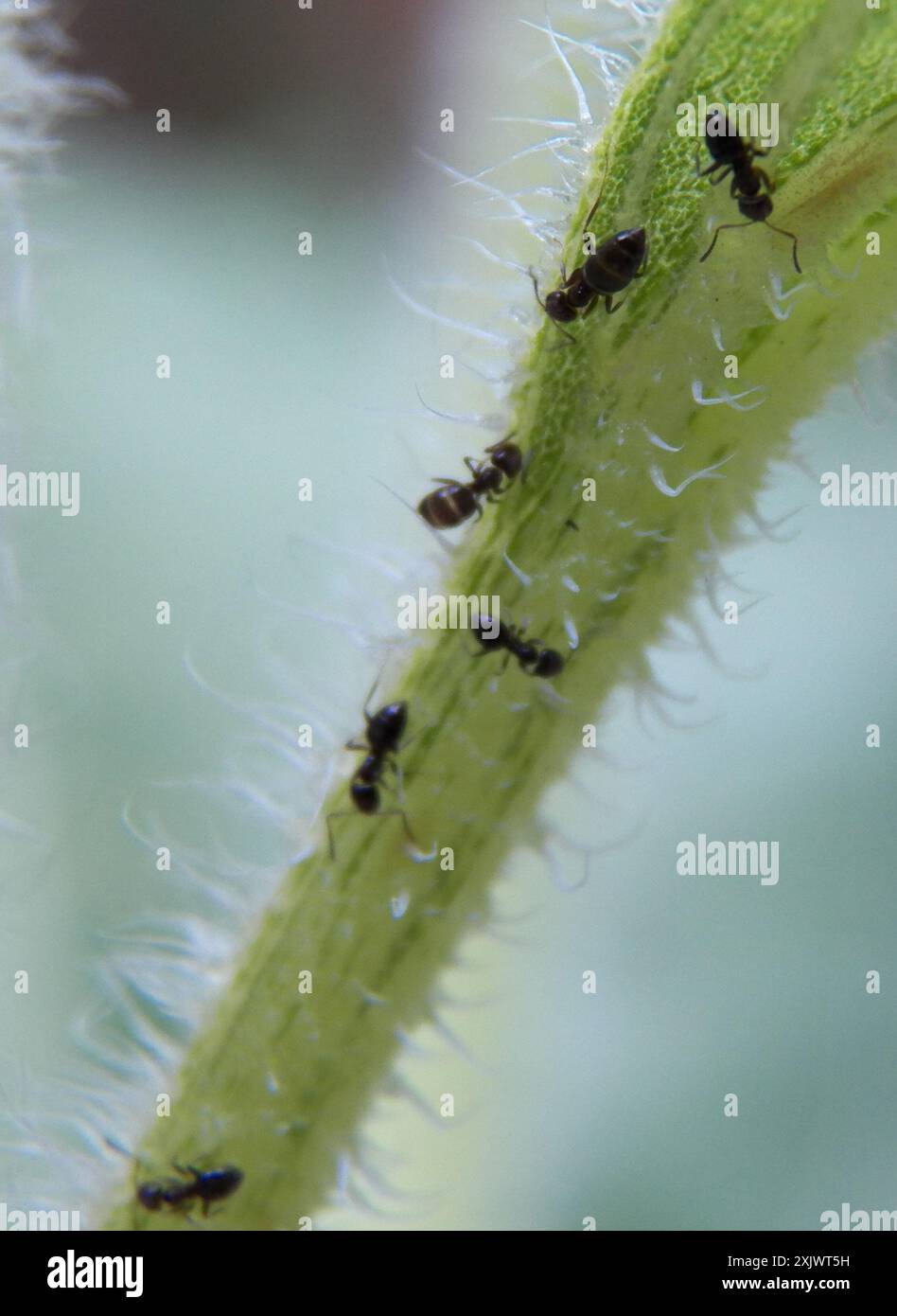 Dark Rover Ant Dark Rover Ant (Brachymyrmex patagonicus) Insecta Stock Photo - Alamy