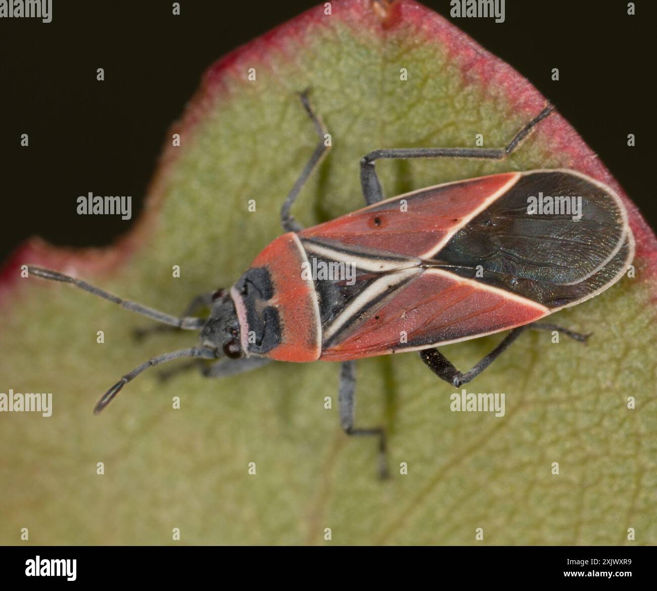 Neacoryphus bicrucis hi-res stock photography and images - Alamy