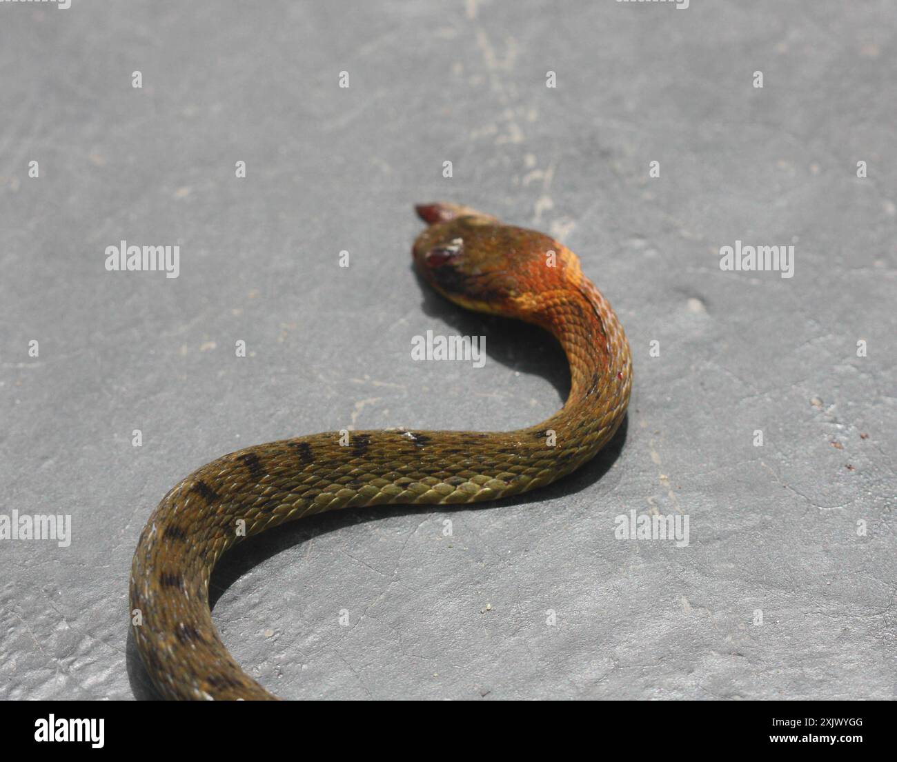 Yuz jinsiy aloqasini kiriting