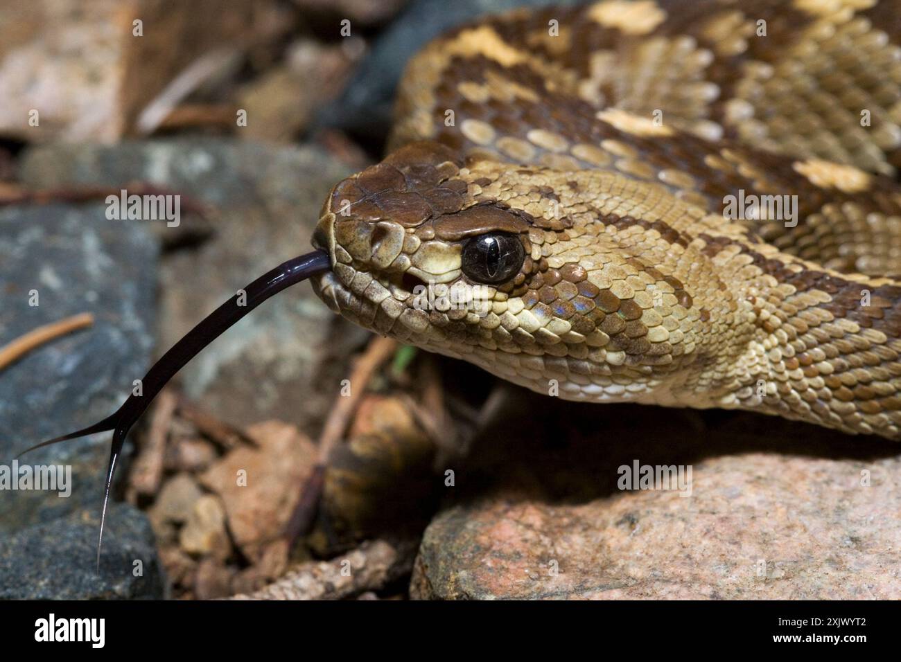 Snake Black Rattle Eastern Black-tailed Rattlesnake (Crotalus ornatus) Reptilia Stock ...