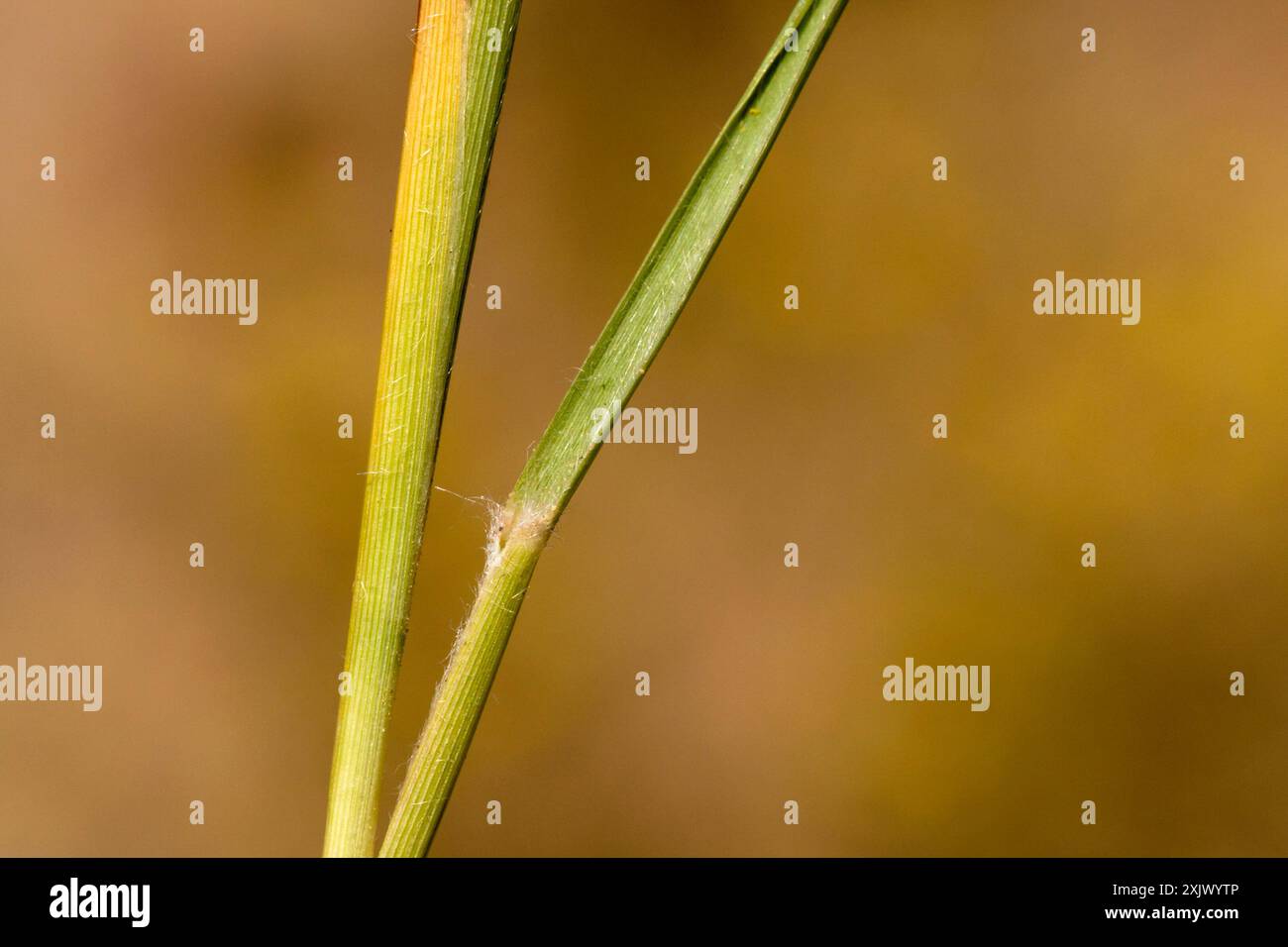 Reverchon's Bristlegrass (Setaria reverchonii) Plantae Stock Photo