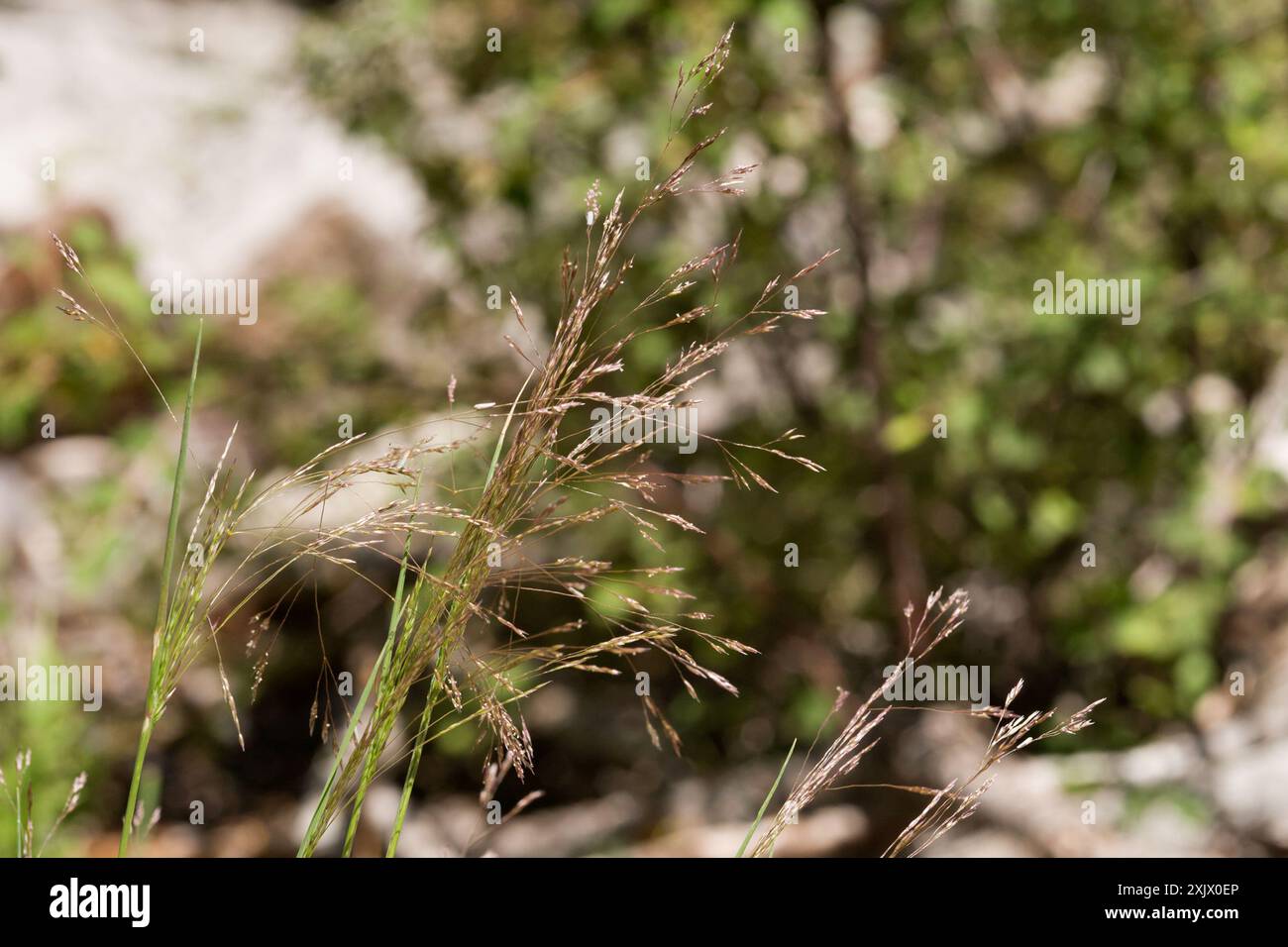 Rough Bentgrass (Agrostis scabra) Plantae Stock Photo - Alamy