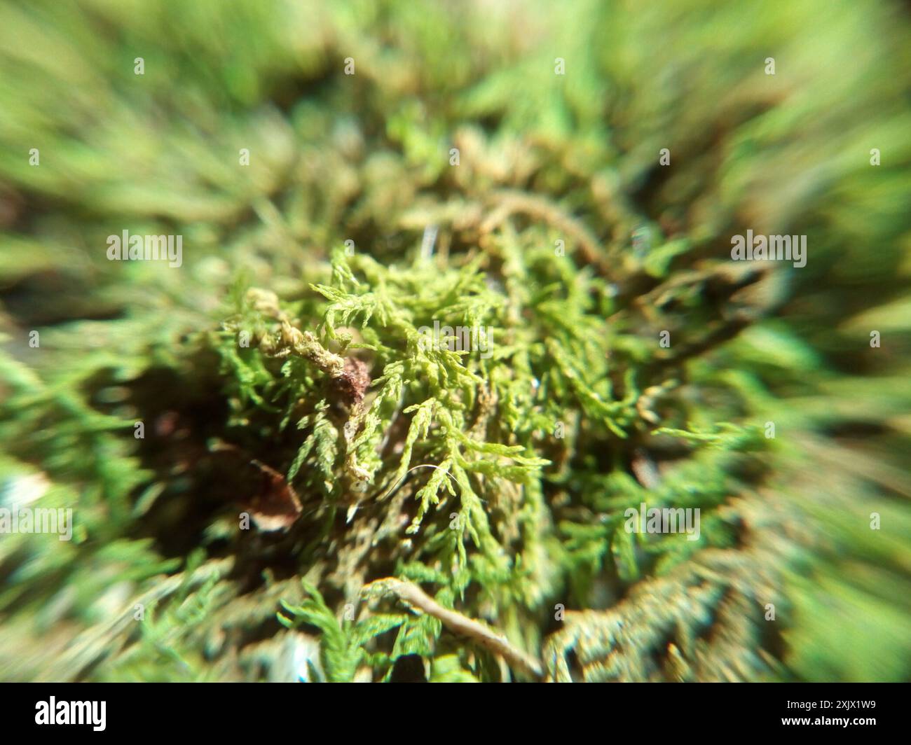 feather mosses (Hypnales) Plantae Stock Photo Alamy