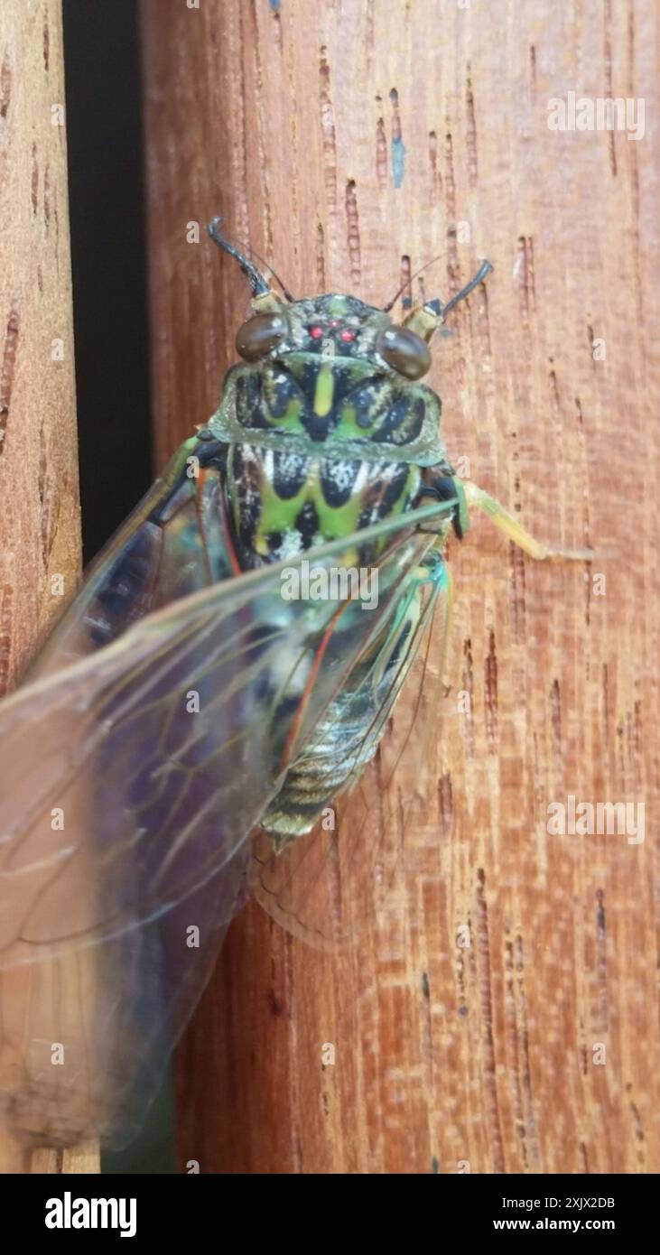 Chorus Cicada (Amphipsalta zelandica) Insecta Stock Photo