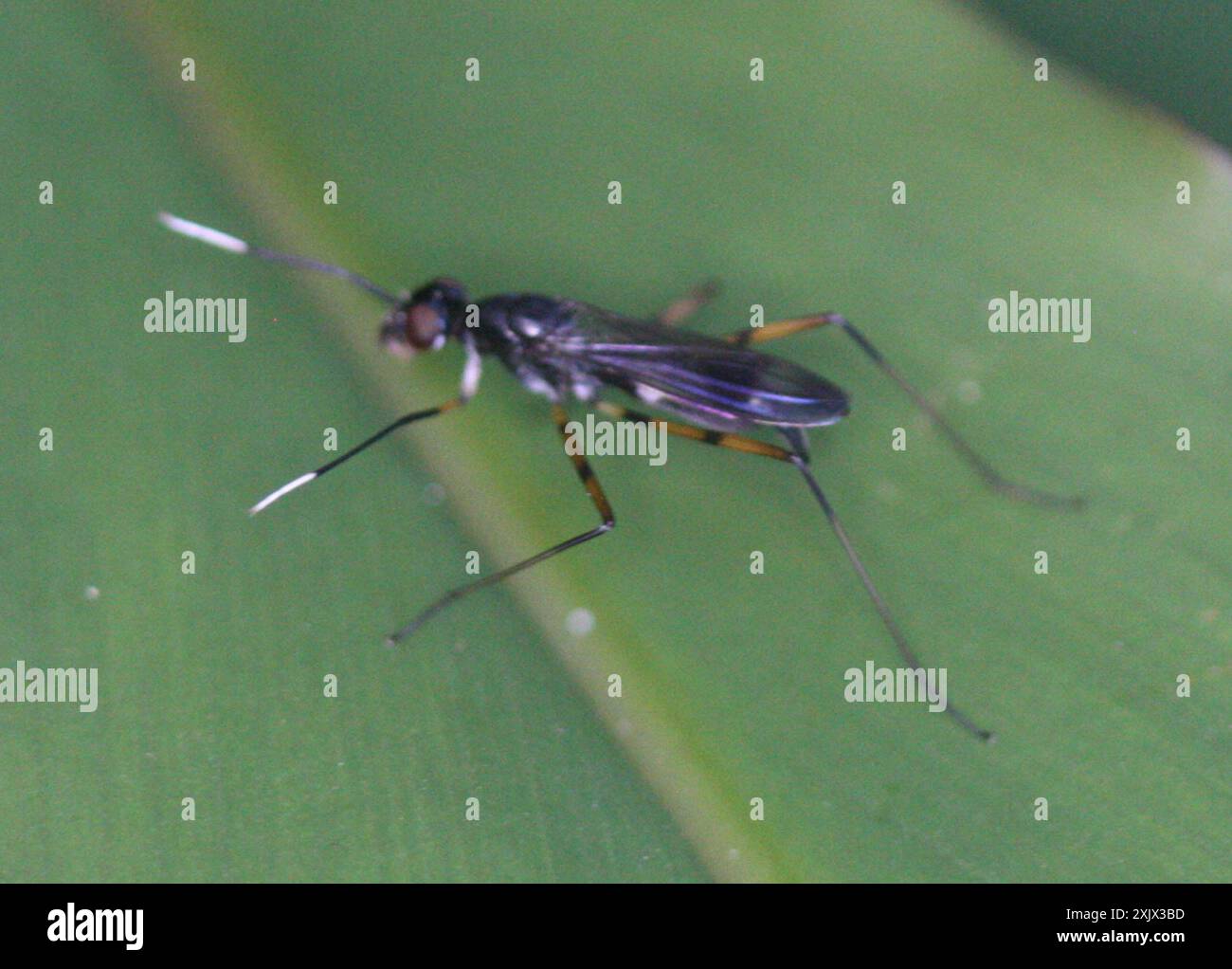 Micropezidae Stilt legged flies hi-res stock photography and images - Alamy