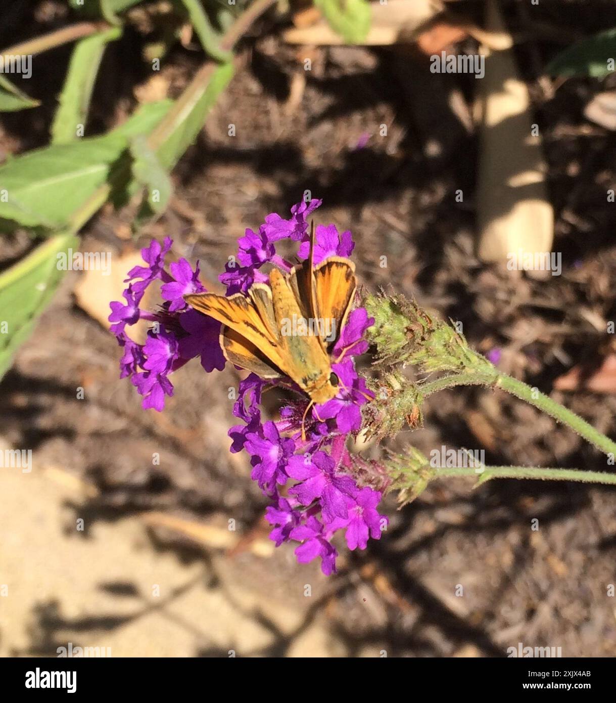 Fiery Skipper (Hylephila phyleus) Insecta Stock Photo - Alamy