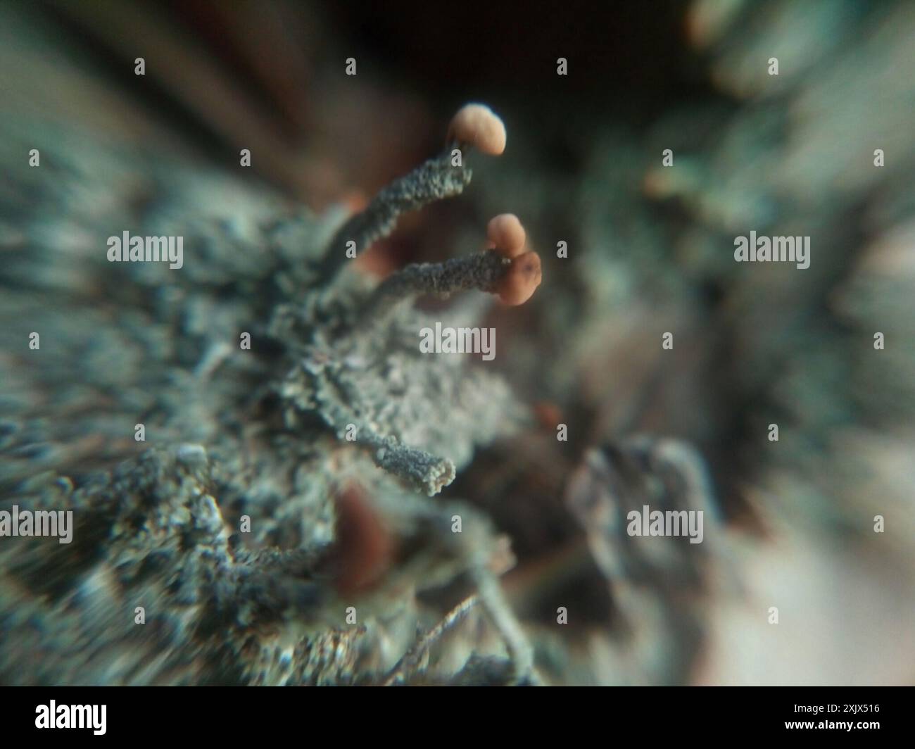 pixie cup and reindeer lichens (Cladonia) Fungi Stock Photo - Alamy