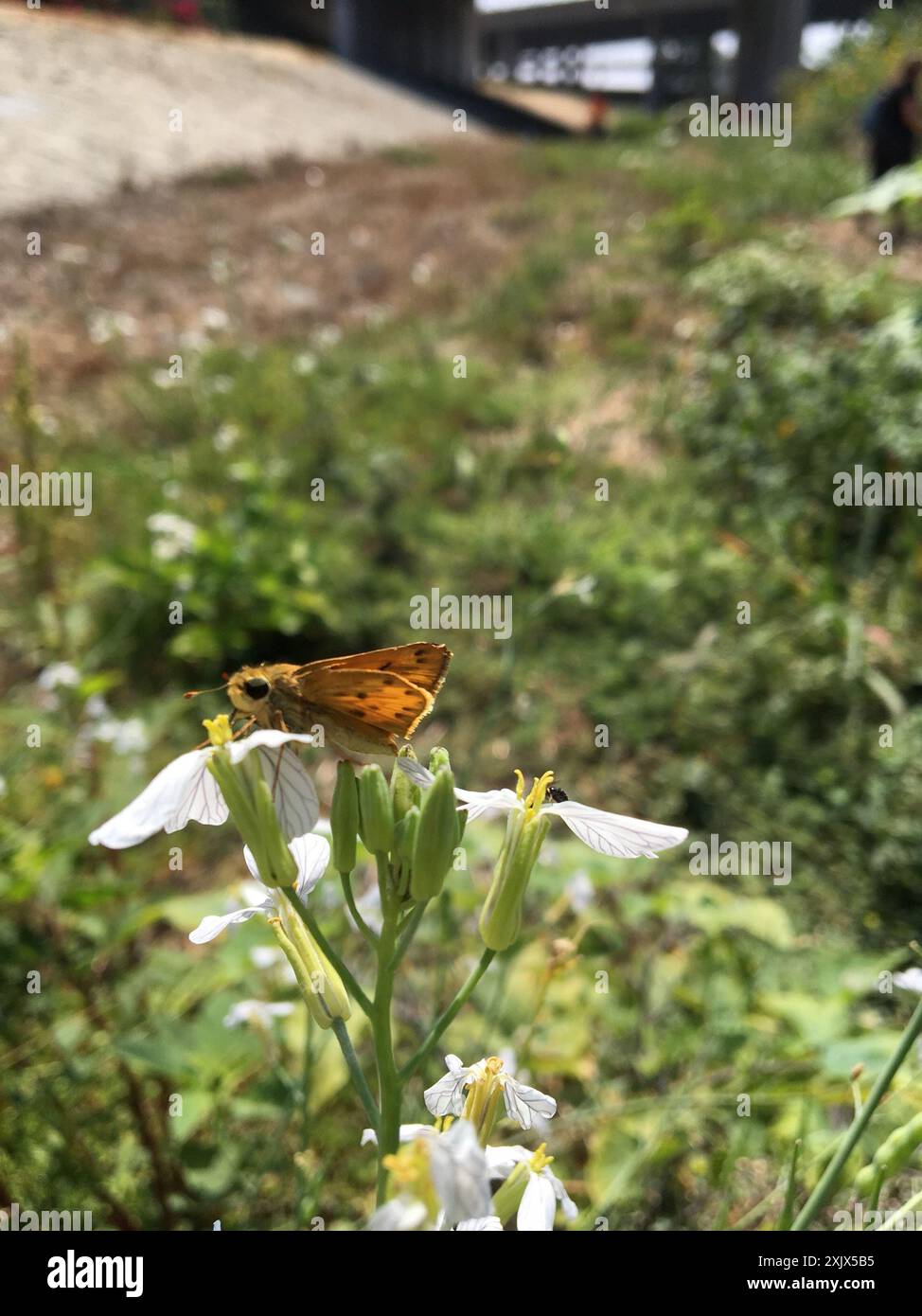 Fiery Skipper (Hylephila phyleus) Insecta Stock Photo - Alamy