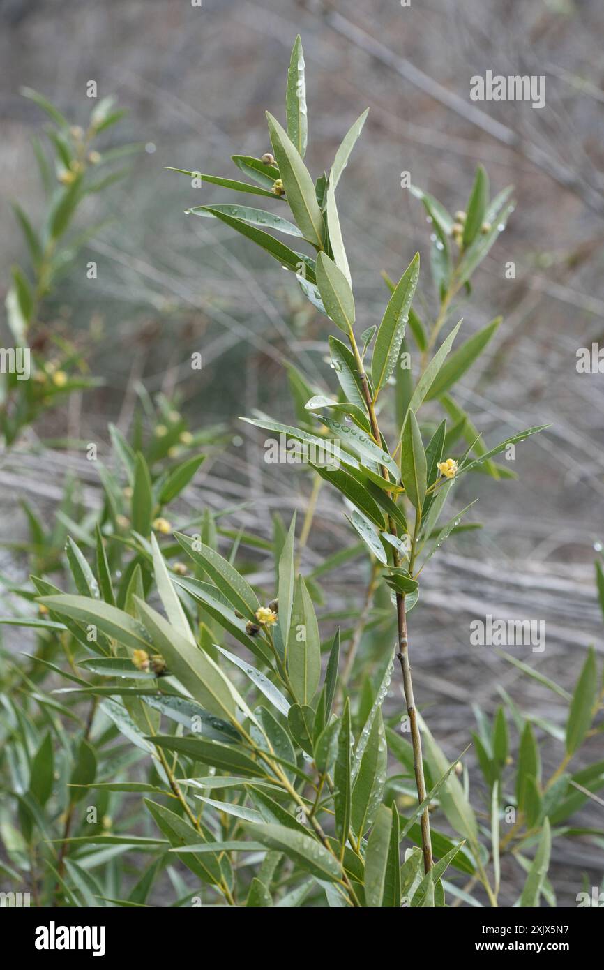 California bay (Umbellularia californica) Plantae Stock Photo - Alamy