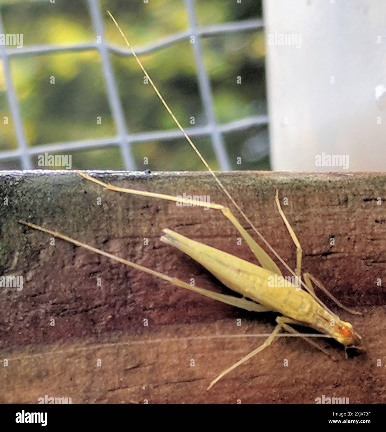 Common Tree Crickets (Oecanthus) Insecta Stock Photo - Alamy