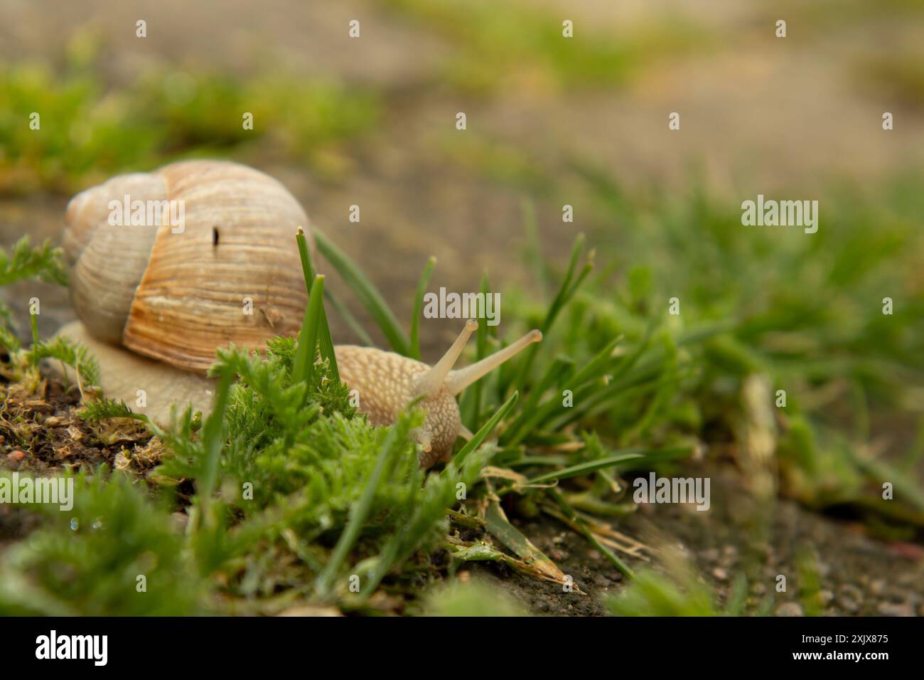 The Burgundy or edible snail crawls on the ground with green moss.In ...