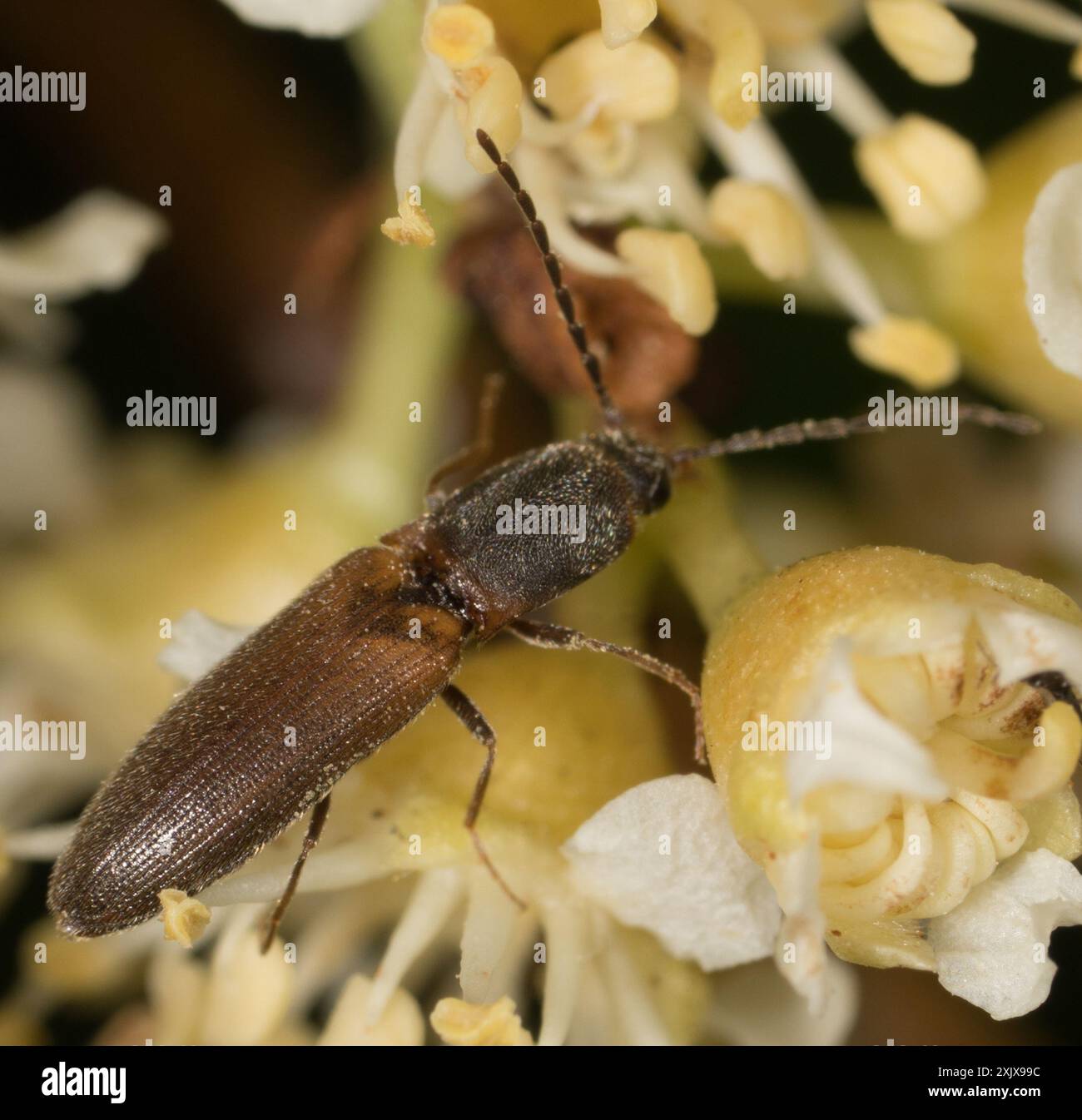 Click Beetles (Elateridae) Insecta Stock Photo - Alamy