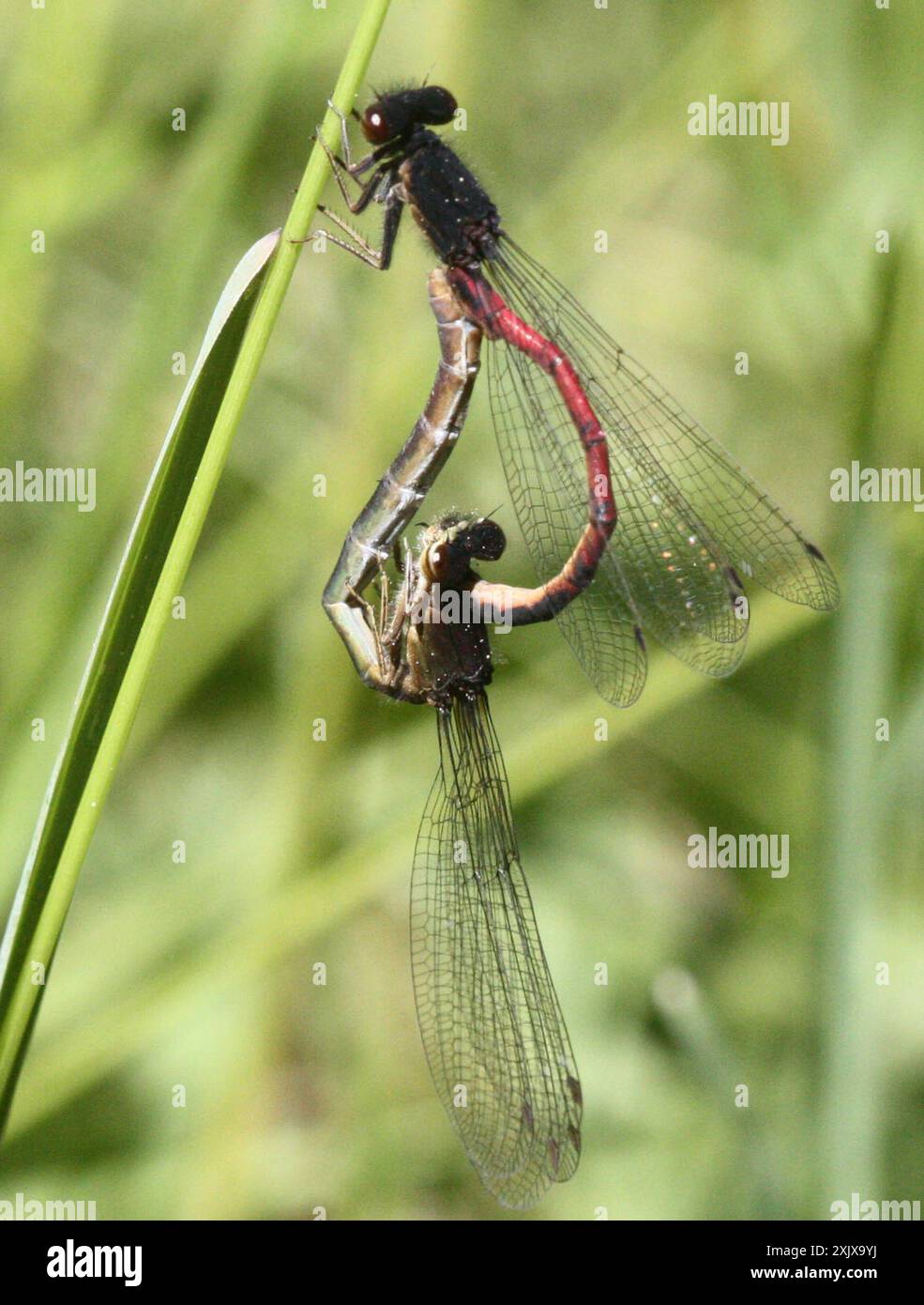 Damsel Insect Western Red Damsel (Amphiagrion abbreviatum) Insecta Stock Photo - Alamy