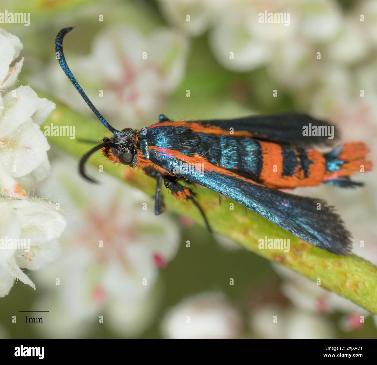 Buckwheat Root Borer Moth (Synanthedon polygoni) Insecta Stock Photo ...