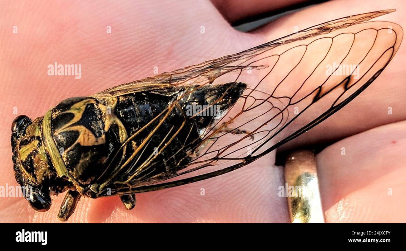 Neotibicen Dog-day Cicadas (Neotibicen) Insecta Stock Photo - Alamy