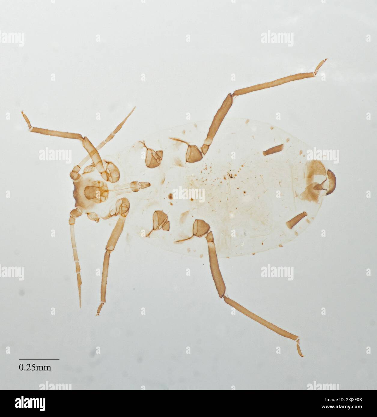 Corn Leaf Aphid (Rhopalosiphum maidis) Insecta Stock Photo - Alamy