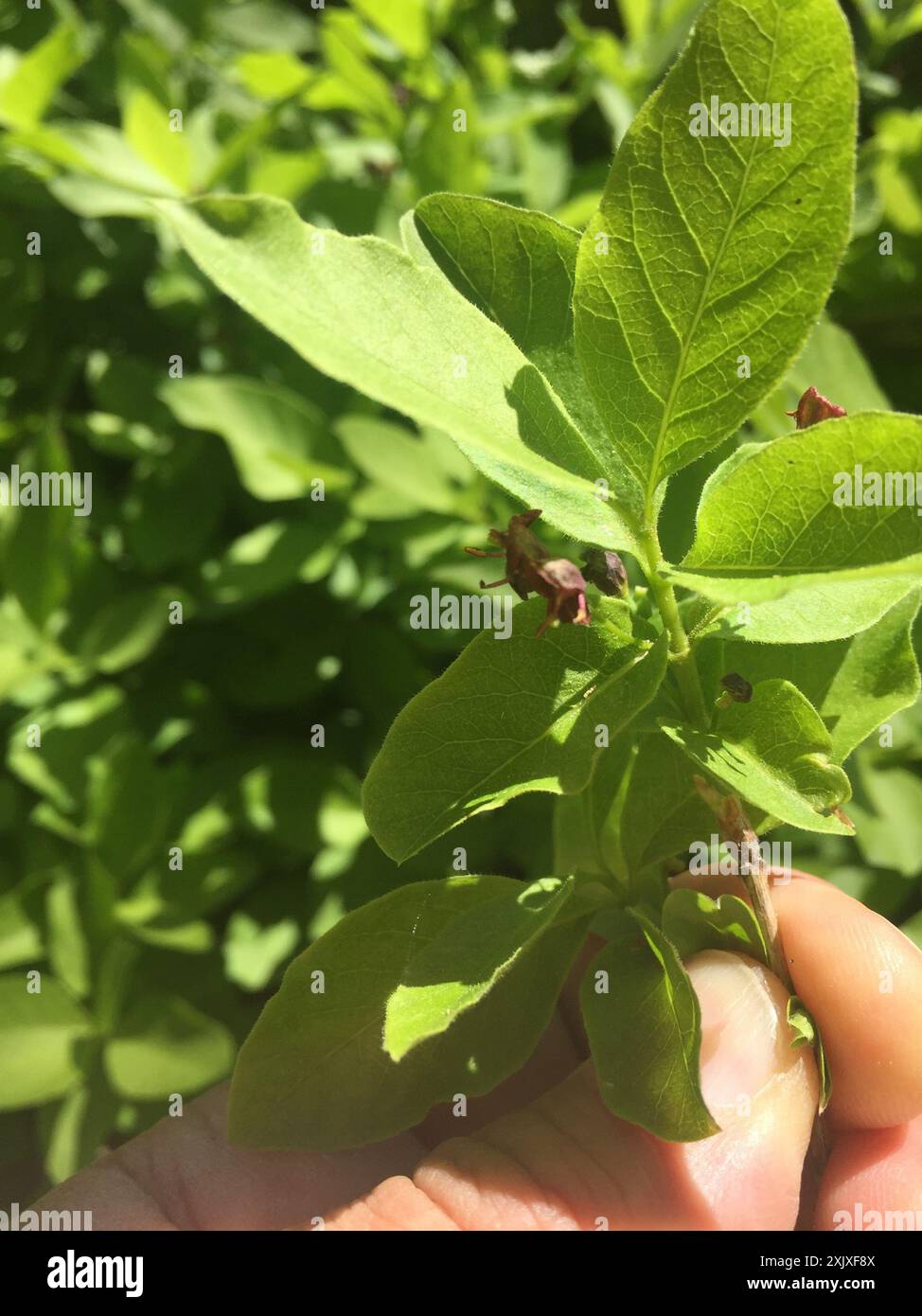 purpleflower honeysuckle (Lonicera conjugialis) Plantae Stock Photo - Alamy