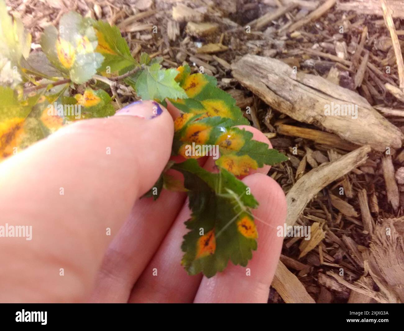 rust fungi (Pucciniales) Fungi Stock Photo - Alamy