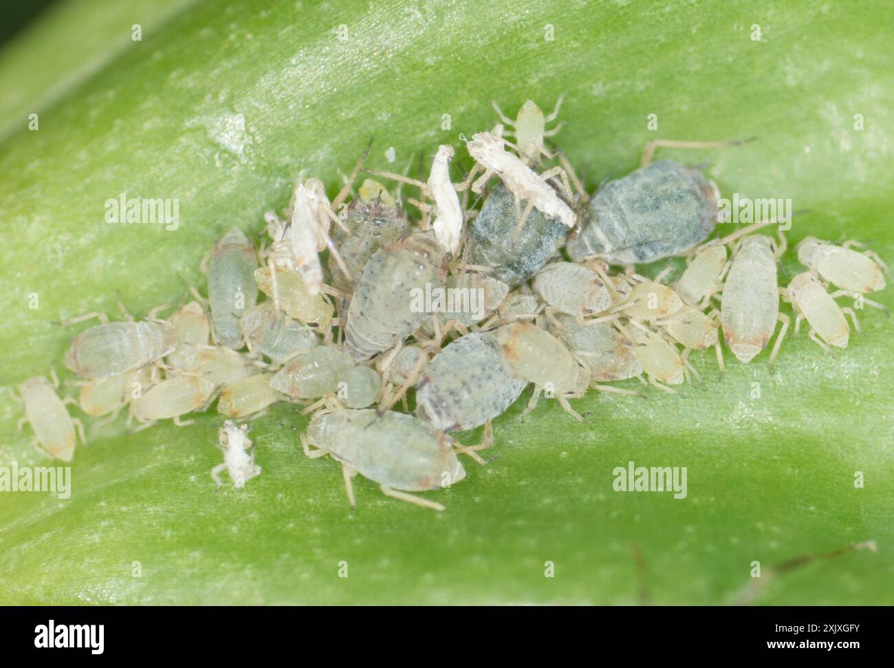 Bird Cherry-oat Aphid (Rhopalosiphum padi) Insecta Stock Photo - Alamy