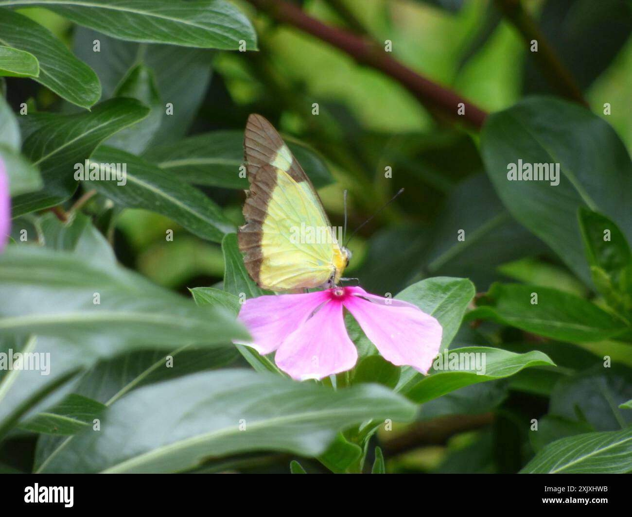Common Melwhite (Melete lycimnia) Insecta Stock Photo - Alamy