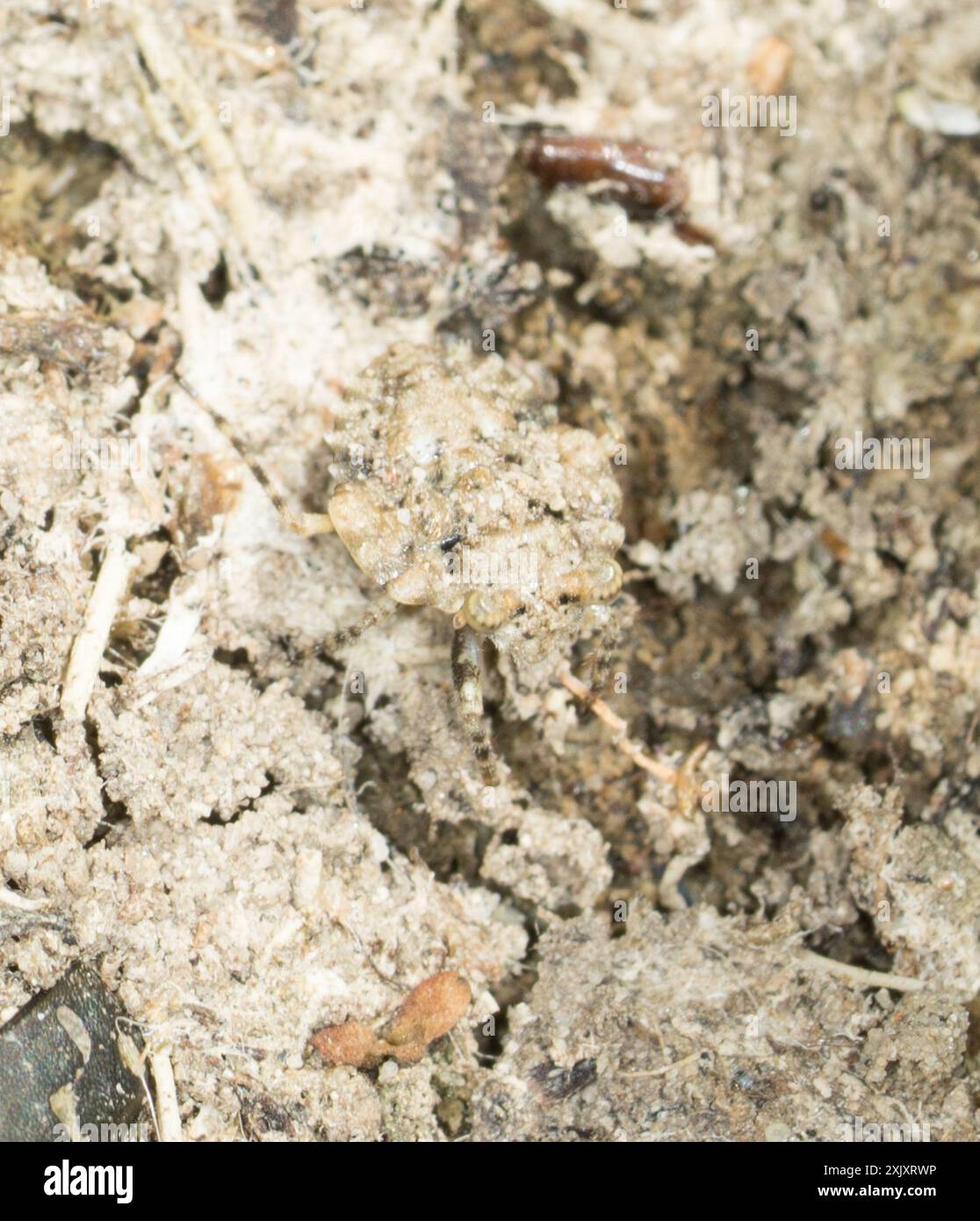 Gelastocoris oculatus hi-res stock photography and images - Alamy