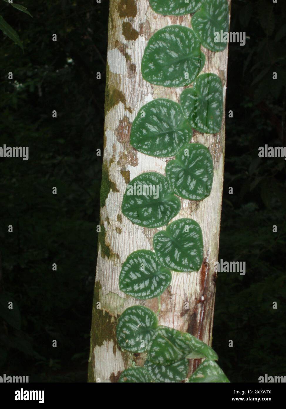 philodendron exotica Philodendron erubescens cv. 'White Princess Aurea' (508W04)  Next World  Exotics
