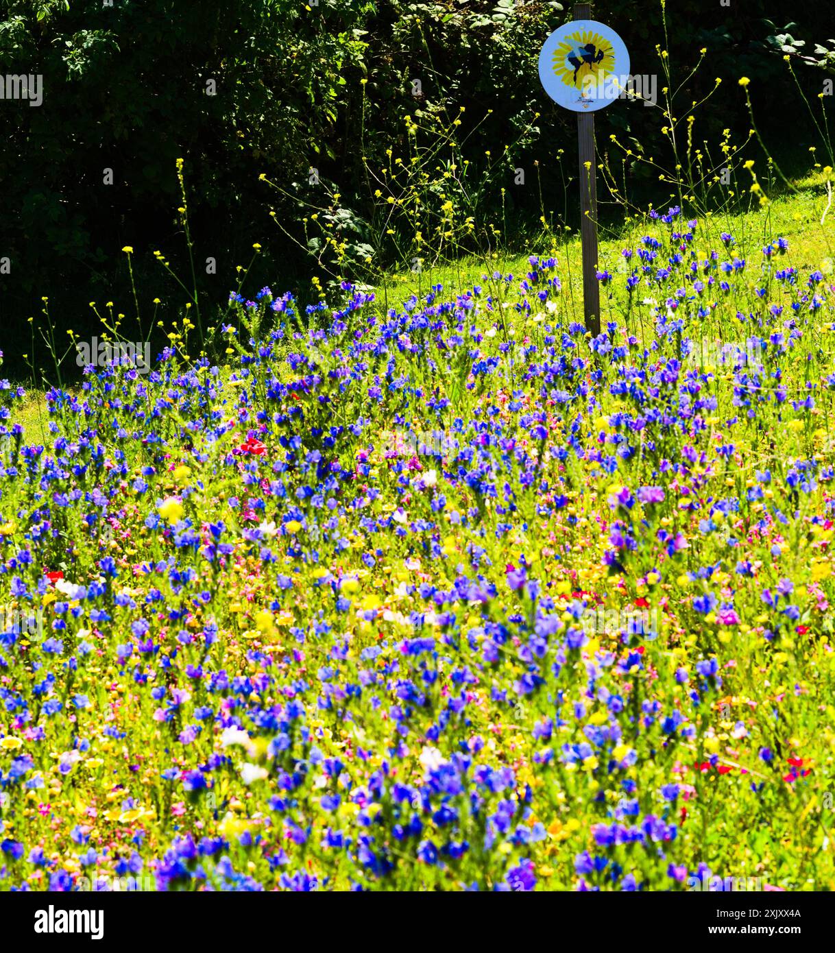 Drone of wildflowers hi-res stock photography and images - Alamy