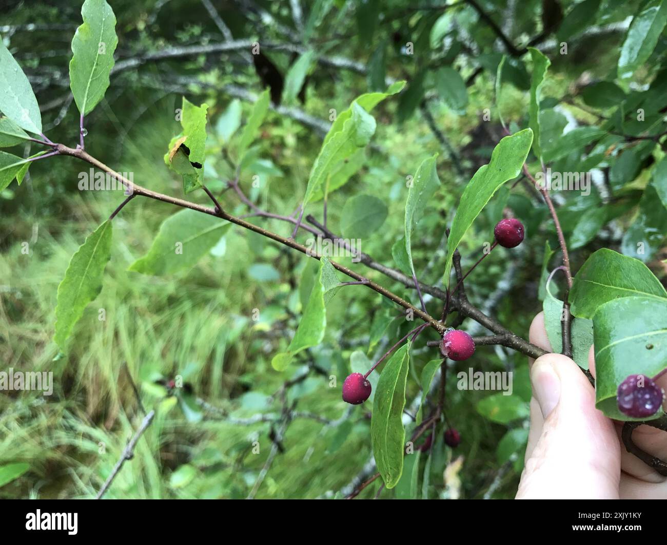 Mountain holly (Ilex mucronata) Plantae Stock Photo